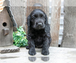 Small #1 Cocker Spaniel