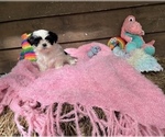 Small Photo #1 Shih Tzu Puppy For Sale in GAUTIER, MS, USA