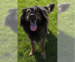 Small #1 Australian Shepherd-Chow Chow Mix