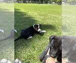 Small #7 Labrador Retriever Mix