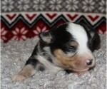 Small Photo #1 Miniature Australian Shepherd Puppy For Sale in MARION CENTER, PA, USA