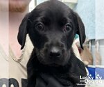 Small Photo #2 Labrador Retriever-Unknown Mix Puppy For Sale in Washington, DC, USA