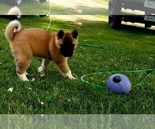 Medium Photo #8 Akita Puppy For Sale in LENA, WI, USA