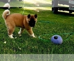 Small Photo #8 Akita Puppy For Sale in LENA, WI, USA