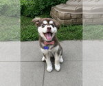 Small #2 Alusky