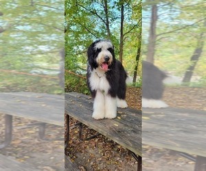 Mother of the Sheepadoodle puppies born on 07/14/2023