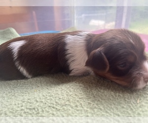Yorkshire Terrier Puppy for sale in PORT CRANE, NY, USA
