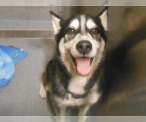 Siberian Husky Dogs for adoption in Orange, CA, USA