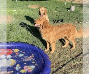 Mother of the Golden Retriever puppies born on 07/30/2022