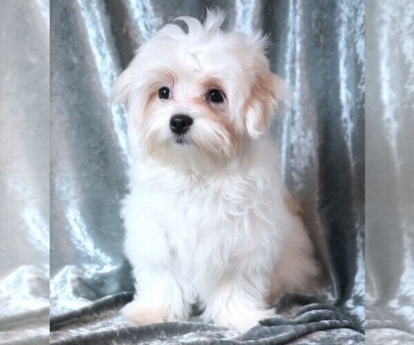 Medium Photo #8 Maltese Puppy For Sale in ROCK VALLEY, IA, USA