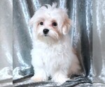 Small #7 Maltese