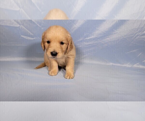 Medium Photo #45 Golden Retriever Puppy For Sale in BLACK FOREST, CO, USA