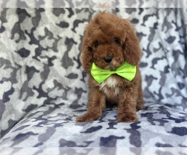 Medium Photo #7 Cock-A-Poo Puppy For Sale in LAKELAND, FL, USA