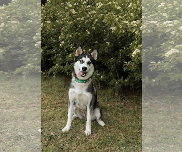 Medium Photo #3 Siberian Husky Puppy For Sale in Carrollton, TX, USA