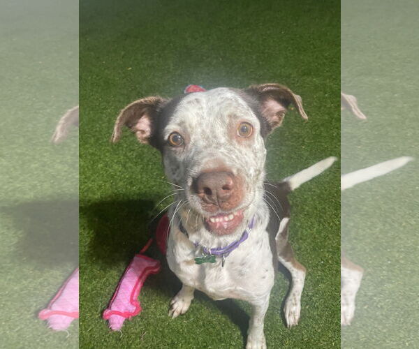 Medium Photo #18 Mutt Puppy For Sale in Pompano Beach , FL, USA