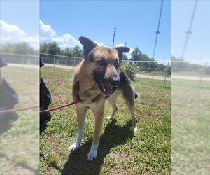 German Shepherd Dog Dogs for adoption in Vero Beach, FL, USA