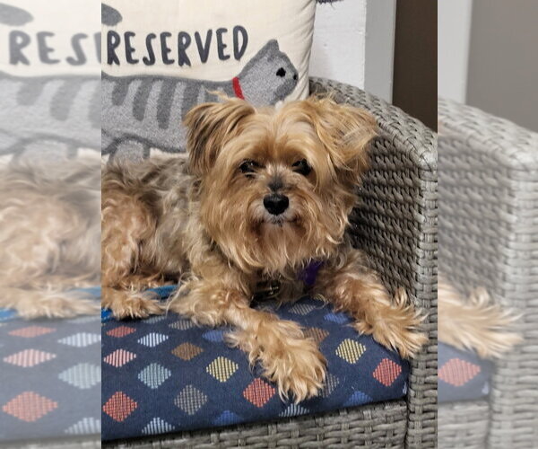 Medium Photo #7 Maltese-Unknown Mix Puppy For Sale in Ellijay, GA, USA
