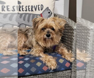 Dorgle - Male Maltese-Unknown Mix Dog for Adoption - Photo #7