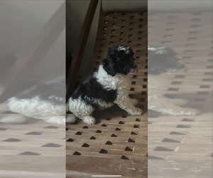 Maltipoo Puppy for sale in VENETA, OR, USA
