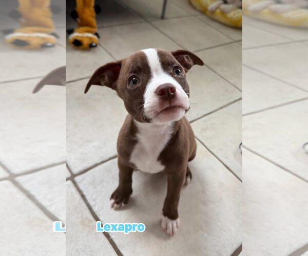 Medium Photo #2 Pug-Staffordshire Bull Terrier Mix Puppy For Sale in Cave Creek, AZ, USA