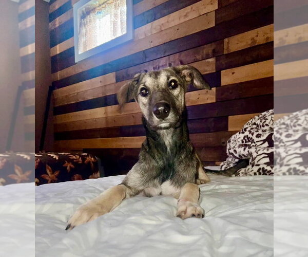 Medium Photo #2 Anatolian Shepherd-German Shepherd Dog Mix Puppy For Sale in Aurora, IN, USA