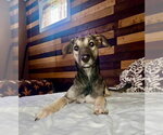 Small #1 Anatolian Shepherd-German Shepherd Dog Mix