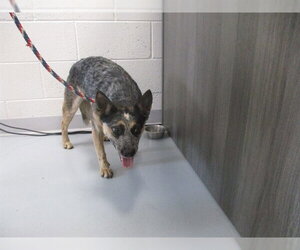 Mutt Dogs for adoption in Ocala, FL, USA