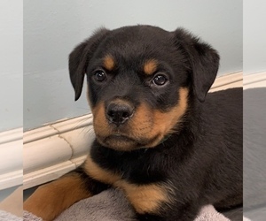 Rottweiler Puppy for sale in OAK GLEN, CA, USA