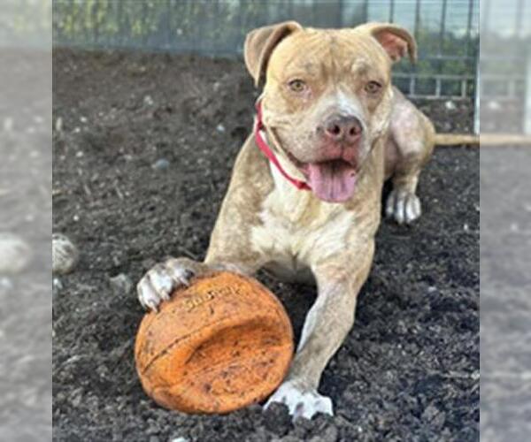 Medium Photo #1 Mutt Puppy For Sale in Orange, CA, USA