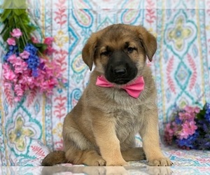 German Shepherd Dog Puppy for sale in LANCASTER, PA, USA