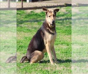 German Shepherd Dog-Unknown Mix Dogs for adoption in Grovetown, GA, USA