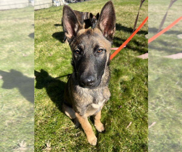 Medium Photo #2 German Shepherd Dog-Unknown Mix Puppy For Sale in Imlay City, MI, USA