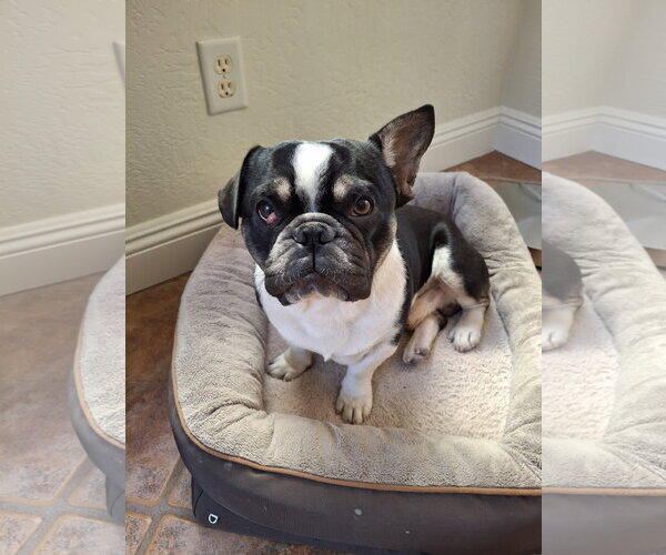 Medium Photo #4 French Bulldog Puppy For Sale in Buckeye, AZ, USA