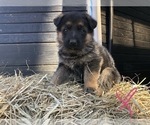 Small Photo #3 German Shepherd Dog Puppy For Sale in INDIAN MOUND, TN, USA