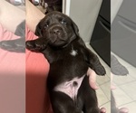 Puppy Red Labrador Retriever
