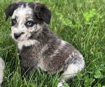 Small Australian Shepherd