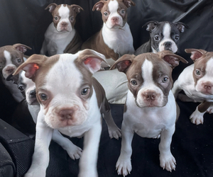Boston Terrier Litter for sale in EATONVILLE, WA, USA