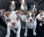 Small Boston Terrier