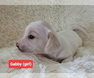 Medium Dachshund