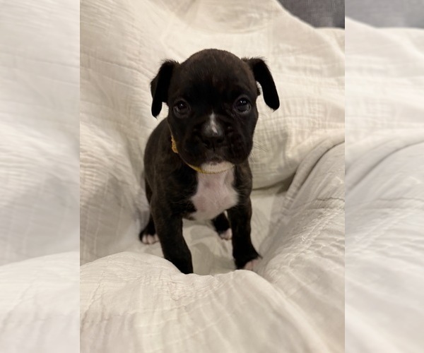 Medium Photo #15 Boxer Puppy For Sale in BRUSH CREEK, TN, USA