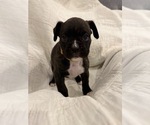 Small Photo #15 Boxer Puppy For Sale in BRUSH CREEK, TN, USA