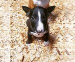 Small Photo #13 Bull Terrier Puppy For Sale in BUCKLIN, KS, USA