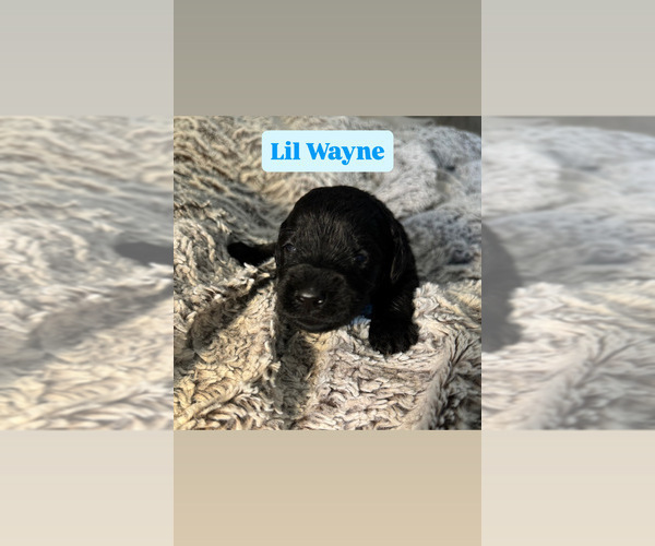 Medium Photo #4 Goldendoodle Puppy For Sale in TUCSON, AZ, USA