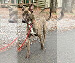 Small #2 Labrador Retriever-Treeing Walker Coonhound Mix