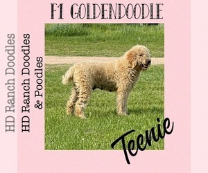 Mother of the Goldendoodle puppies born on 03/03/2022