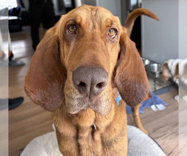 Medium Photo #3 Bloodhound-Unknown Mix Puppy For Sale in Brewster, NY, USA