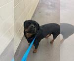 Small Rottweiler