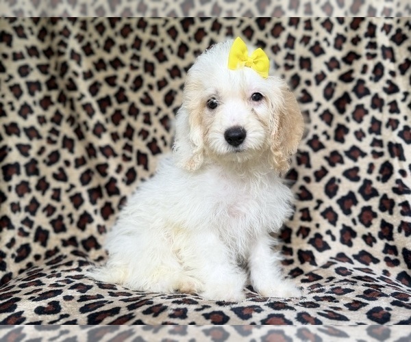 Medium Photo #1 Cock-A-Poo Puppy For Sale in LAKELAND, FL, USA