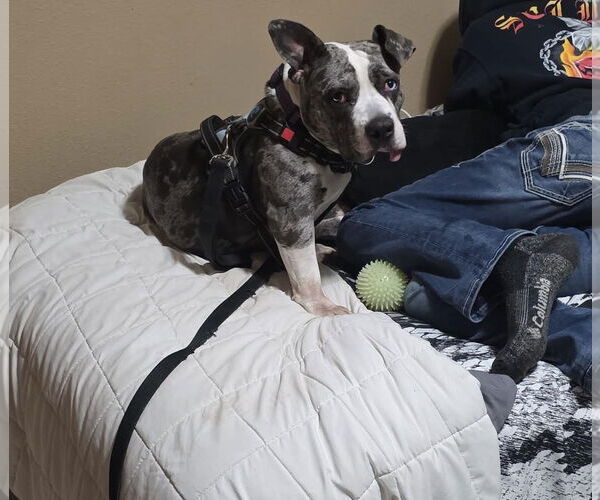 Medium Photo #4 American Pit Bull Terrier-Staffordshire Bull Terrier Mix Puppy For Sale in Princeton, MN, USA