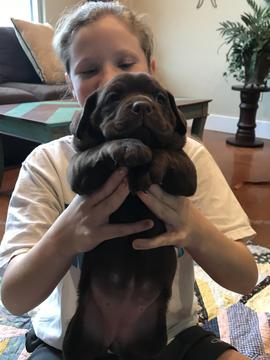 Medium Photo #1 English Bulldog-Labrador Retriever Mix Puppy For Sale in MAYPEARL, TX, USA